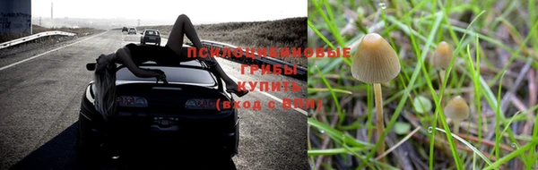 PSILOCYBIN Пересвет